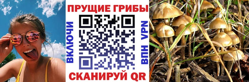 где купить наркотик Пушкино Псилоцибиновые грибы прущие грибы